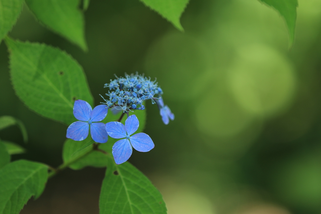 紫陽花