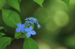 紫陽花