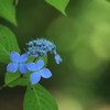 紫陽花