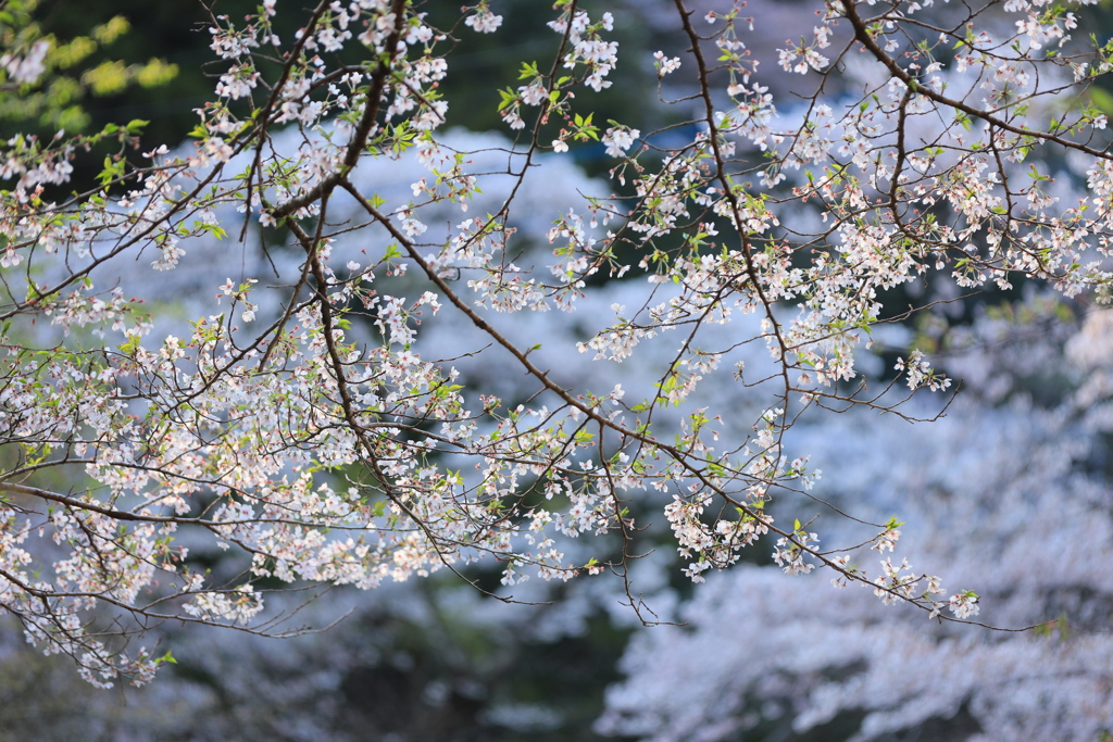 雪桜