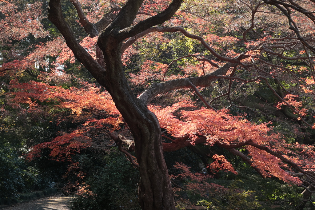 紅葉を満喫Ⅱ