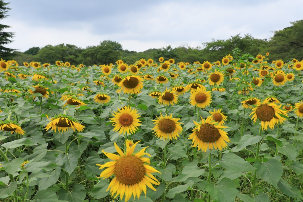 夏も終わり
