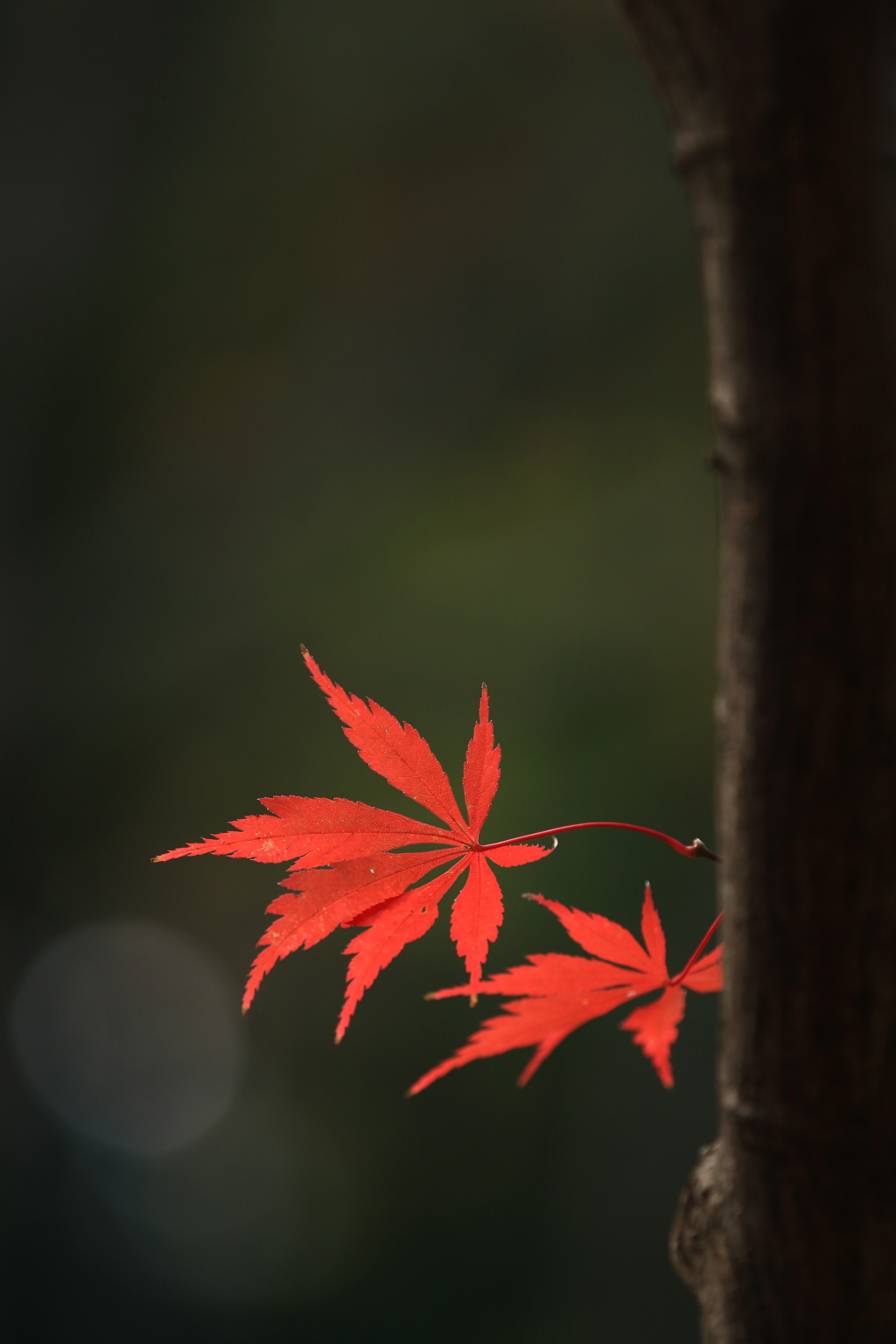 ふた葉の秋