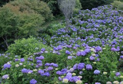 紫陽花の園