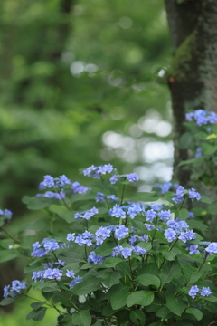 紫陽花路