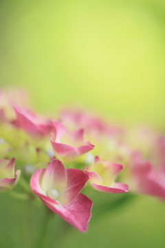 アジサイ開花