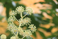 八つ手の花