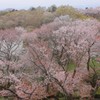 雄大