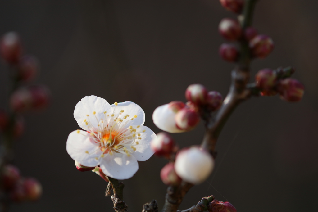 春告げ花