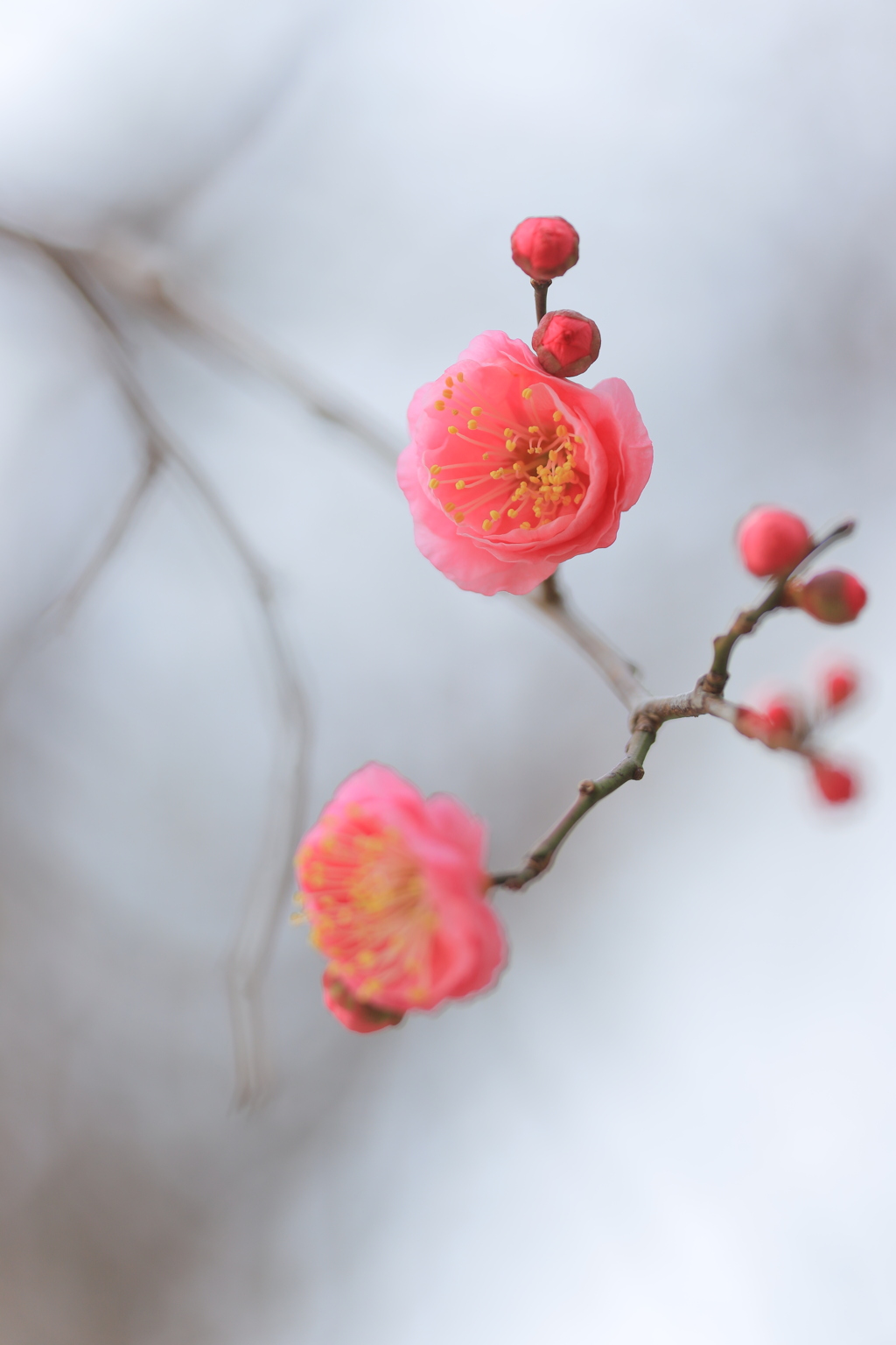 春を呼ぶⅡ