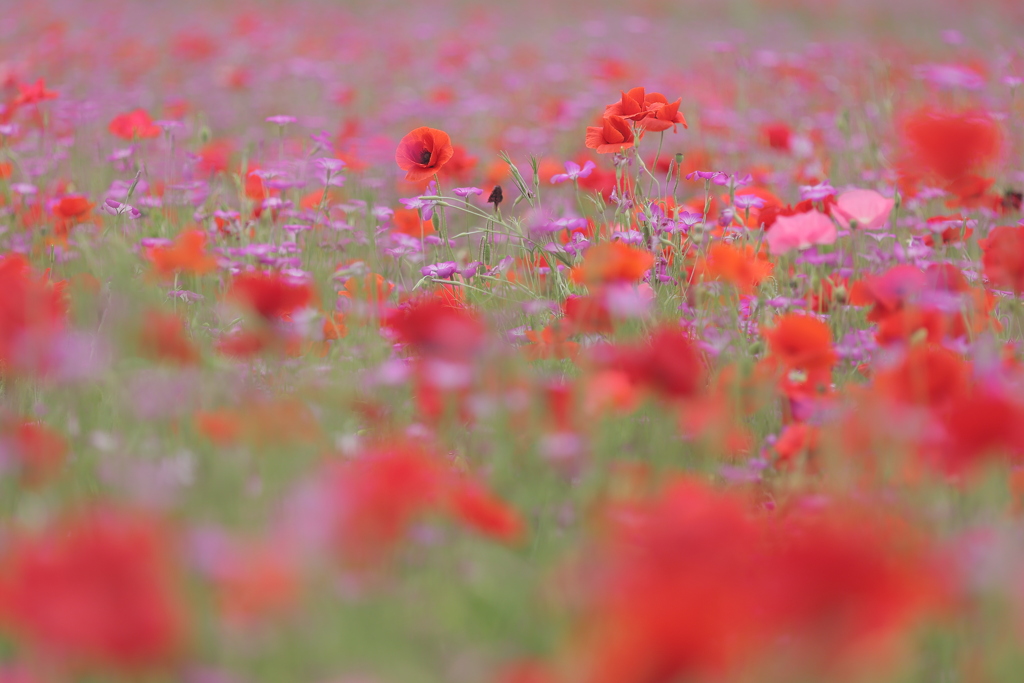 花園