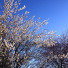 雪中梅