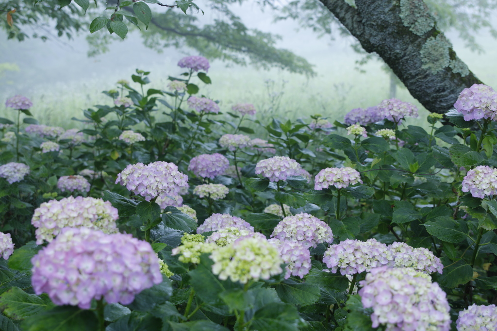 幻想のアダージョⅡ