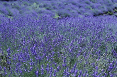 紫の草原
