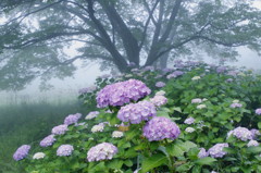 霧の紫陽花