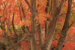 里山の紅葉Ⅱ