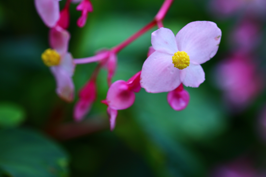 シュウカイドウ