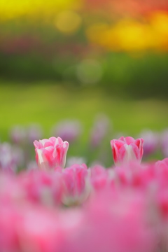 花宴