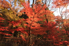 紅葉