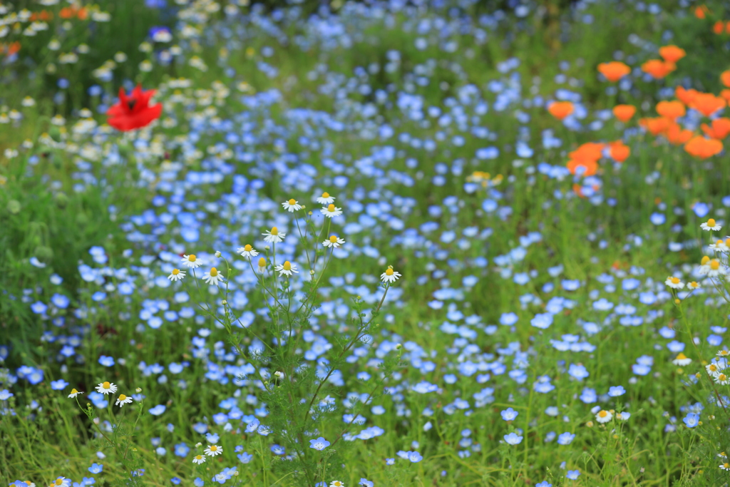 ブーケガーデン