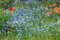 ブーケガーデン