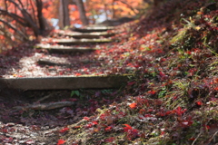 参道の錦秋