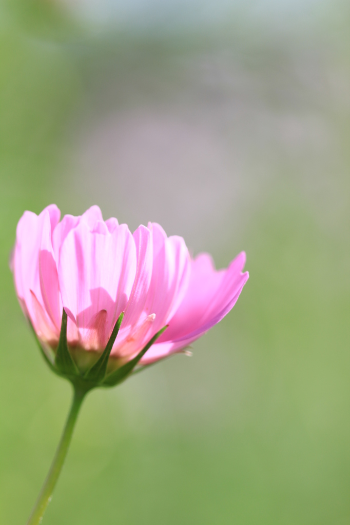 逆光の花弁・・・