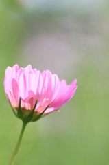 逆光の花弁・・・