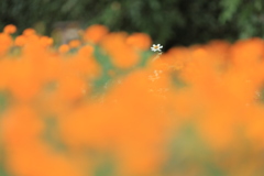 秋の花壇