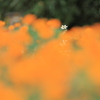 秋の花壇
