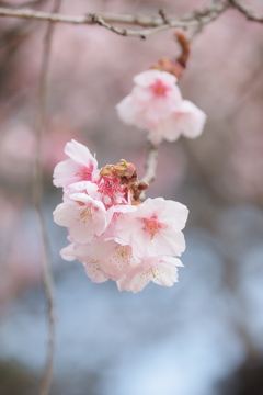 春の兆しⅡ