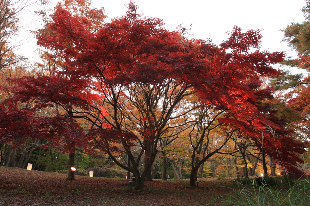 紅葉　樹形