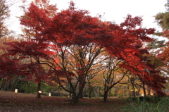 紅葉　樹形