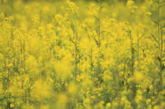 菜の花