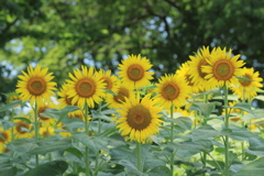 夏の笑顔