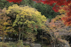 秋の有彩色Ⅱ
