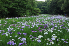 それぞれの花菖蒲園