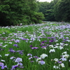 それぞれの花菖蒲園
