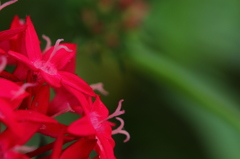 公園の花壇