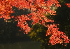 キラメク・モミジ