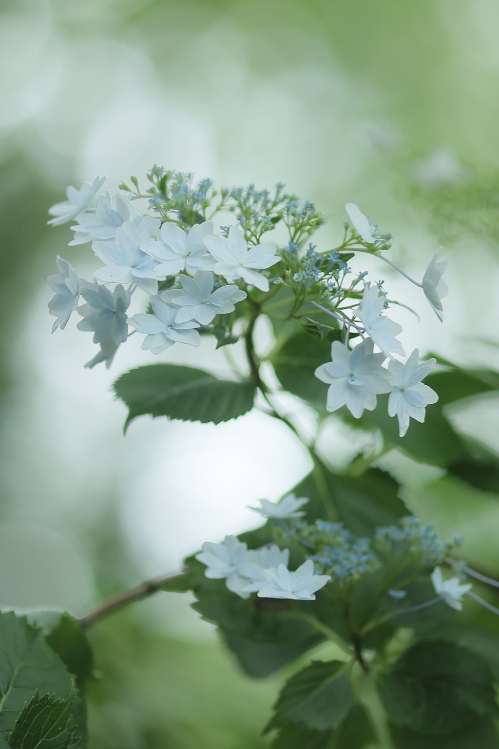 紫陽花の園Ⅲ