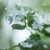 紫陽花の園Ⅲ