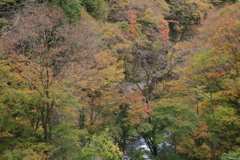 秋の風情Ⅴ