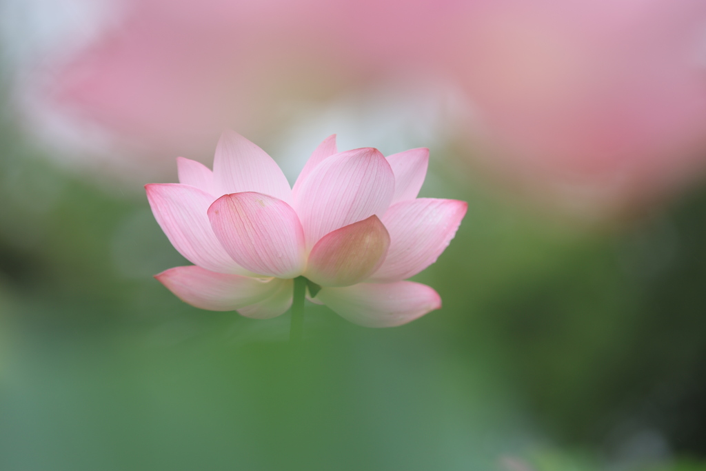 羽衣