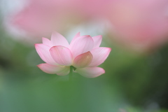 羽衣