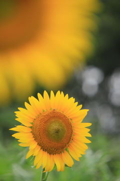 夏花