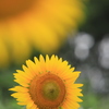 夏花