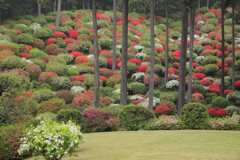 薬王寺の春