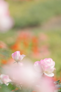 秋の香り