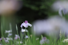 幽玄